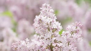 Fliederduft liegt in der Luft