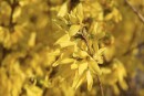 Blick in den Forsythienstrauch