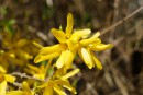 Forsythien am ende vom Zweig 1