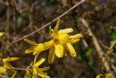 Forsythien am ende vom Zweig 2
