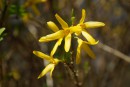 Forsythien am ende vom Zweig 3