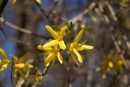 Forsythien am ende vom Zweig 4
