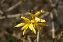 Forsythien am ende vom Zweig 5