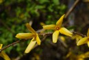 Forsythien duo