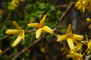 Forsythien trio Forsythien trio