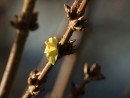 Forsythienbl&uuml;te im Januar 2020