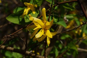 Forsythienpower Forsythienpower