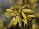 Garten-Forsythie
