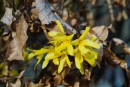 Goldgl&ouml;ckchen leuten den Fr&uuml;hling ein