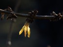 Vorzeitige Forsythienbl&uuml;te