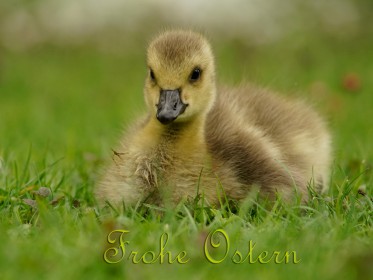 Grußkarten Ostern