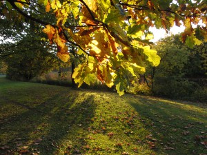 Eichellaub im herbslichen Gegenlicht