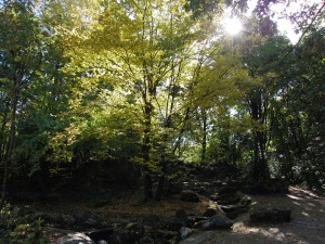 Gegenlicht in Herbstlicher Parklandschaft