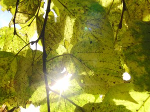Grün gelbes Herbstlaub im Gegenlicht