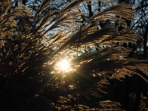 Herbstabend mit Ziergras im Gegenlicht