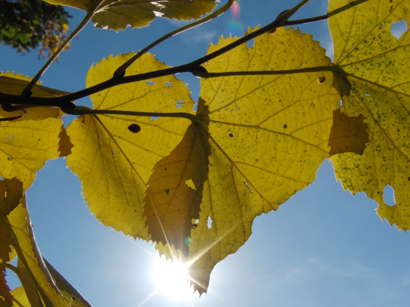 Herbstblatt-duo im Gegenlicht