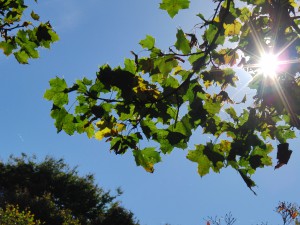 Ahornast im herbstlichen Gegenlicht