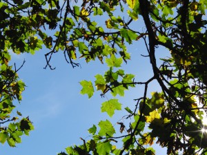 Herbstlicher Ahornast im Gegenlicht