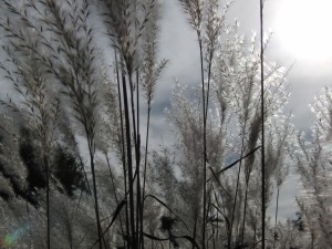 Ziergras im spätherbstlichen Gegenlicht