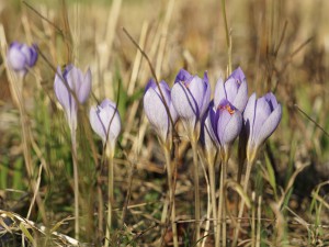 Gruppe Herbstzeitloser im Oktober