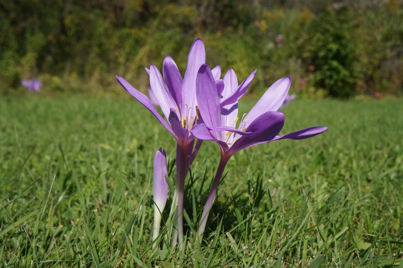  Herbstzeitlose im Park 1