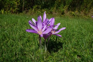 Herbstzeitlose im Park 3