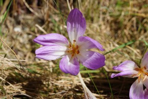 Herbstzeitlose im trockenen Gras