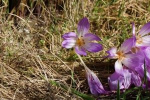 Herbstzeitlosegruppe im trockenen Gras