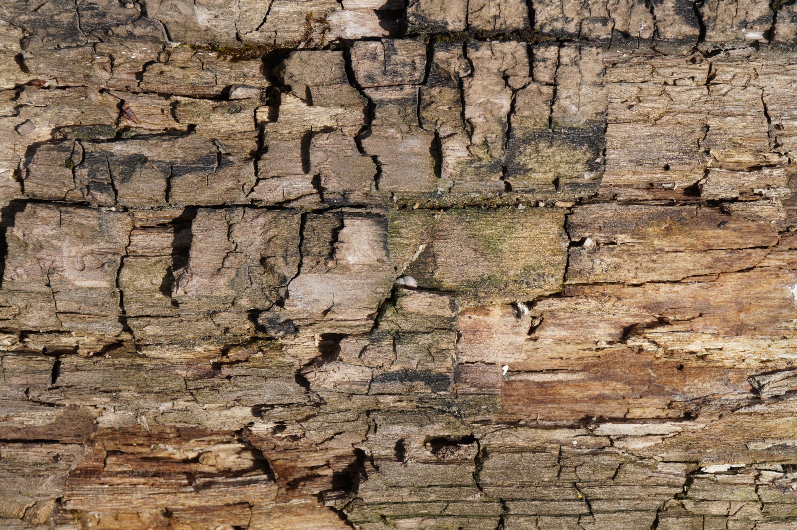 Altes morsches Holz 2 Altes morsches Holz 2