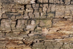 Altes morsches Holz 2 Altes morsches Holz 2