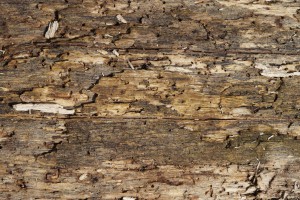 Altes morsches Holz 1 Altes morsches Holz 1