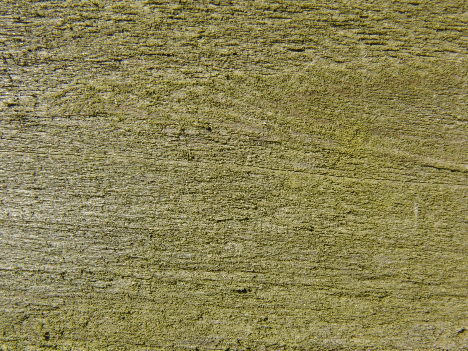 Holzbrett mit leichten Moosansatz Holzbrett mit leichten Moosansatz
