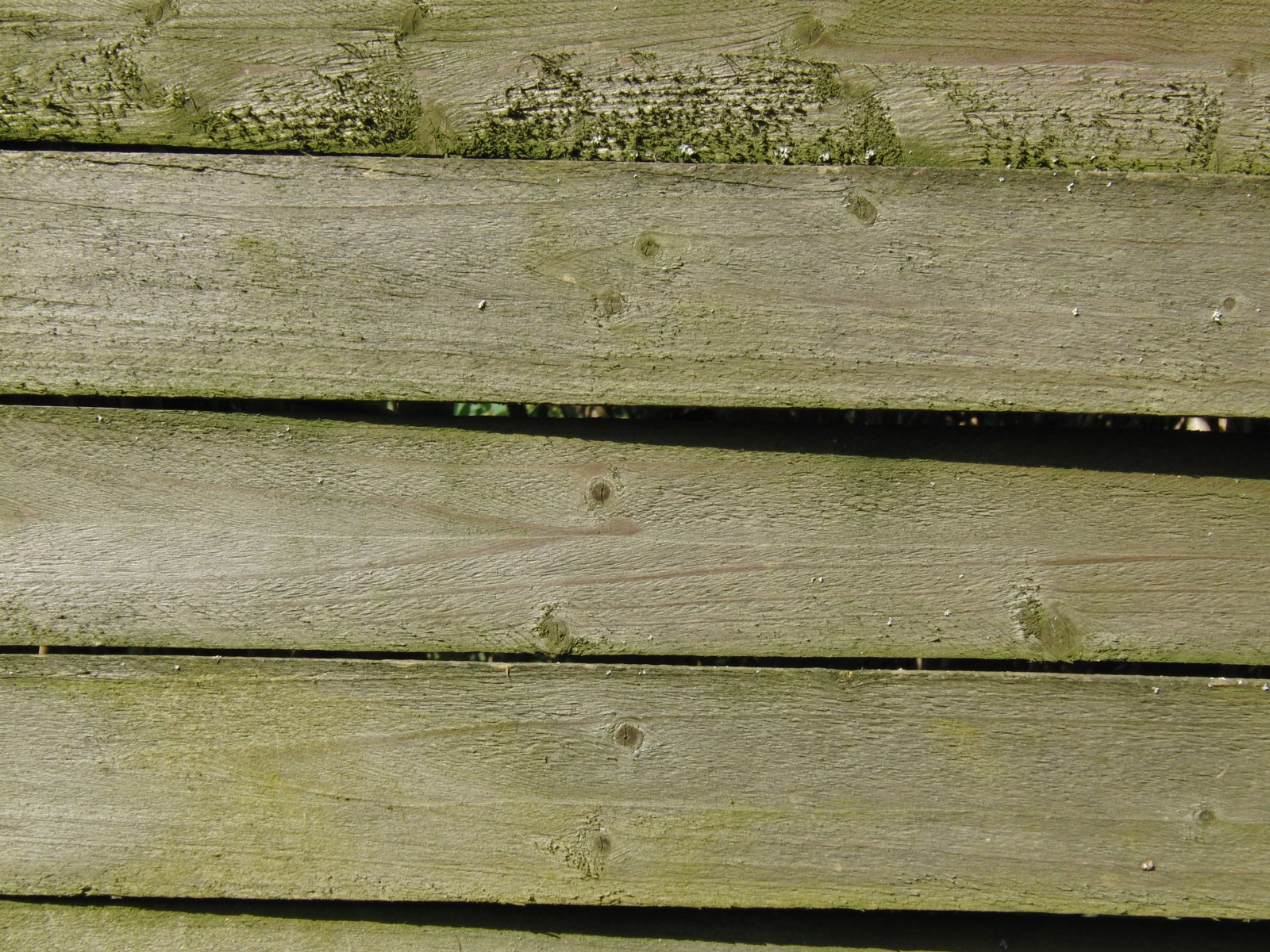 Holzwand mit Moosansatz Holzwand mit Moosansatz