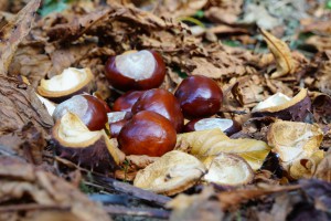 Gefallene Kastanien