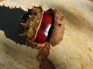 Kastanie auf Holz