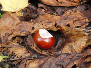 Kastanie im Laub