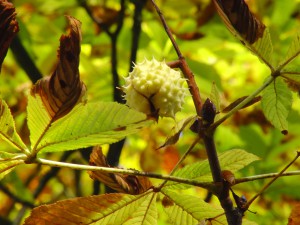 Kastanienfrucht beim öffnen