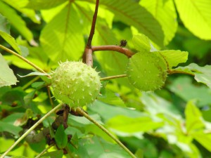 Kastanien duo geschlossen