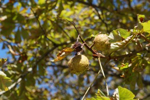 Kastanien im Herbstlicht