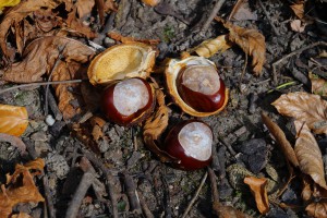 Kastanien-Trio am Boden