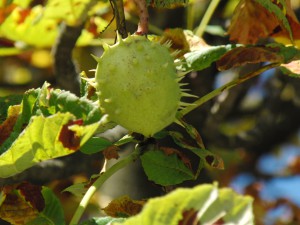 Kastanienfrucht geschlossen 1