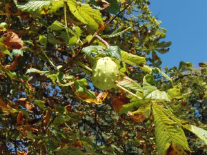Kastanienfrucht geschlossen