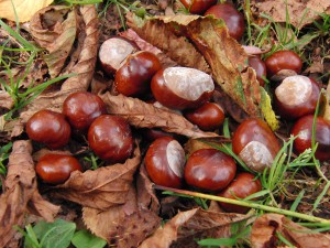 Kastaniengruppe am Boden