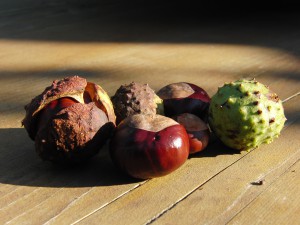  Kastaniengruppe auf Holztisch