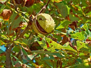 Kastaniensmile Bildgröße des Original