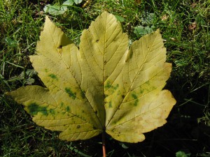 Ahornblatt auf der Wiese