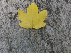 Ahornblatt auf Stein