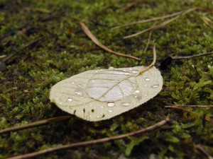 Beiges Herbstblatt mit Wassertropfen