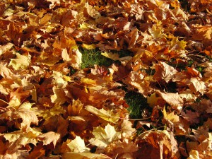 Braunes Laub auf der Wiese