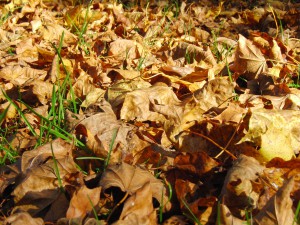 Braunes Laub im Sonnenlicht 3